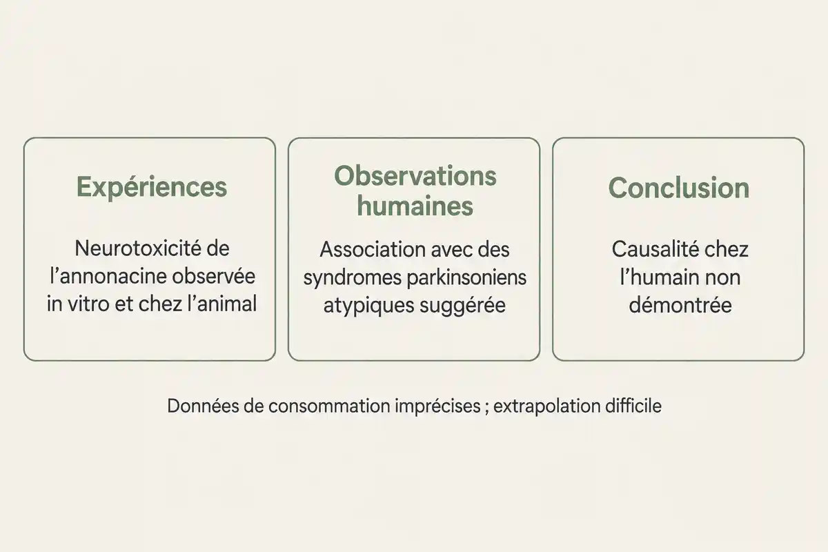 Les expériences signalent une neurotoxicité de l’annonacine, tandis que les observations humaines suggèrent une association sans établir de causalité.